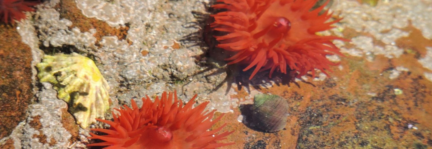 Image of anenomes in Wales