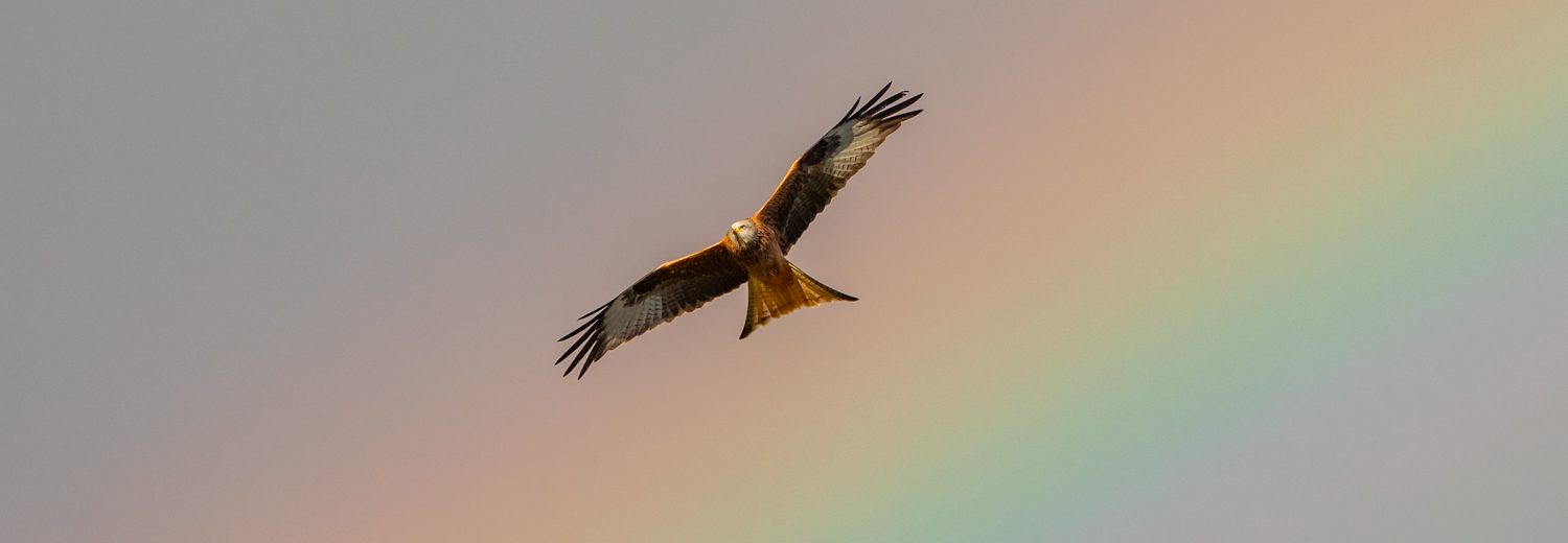 Red Kite and rainbow Sorcha Lewis