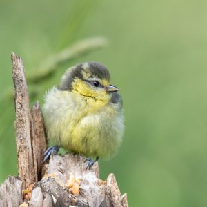 Support INCC baby blue tit by Sorcha Lewis