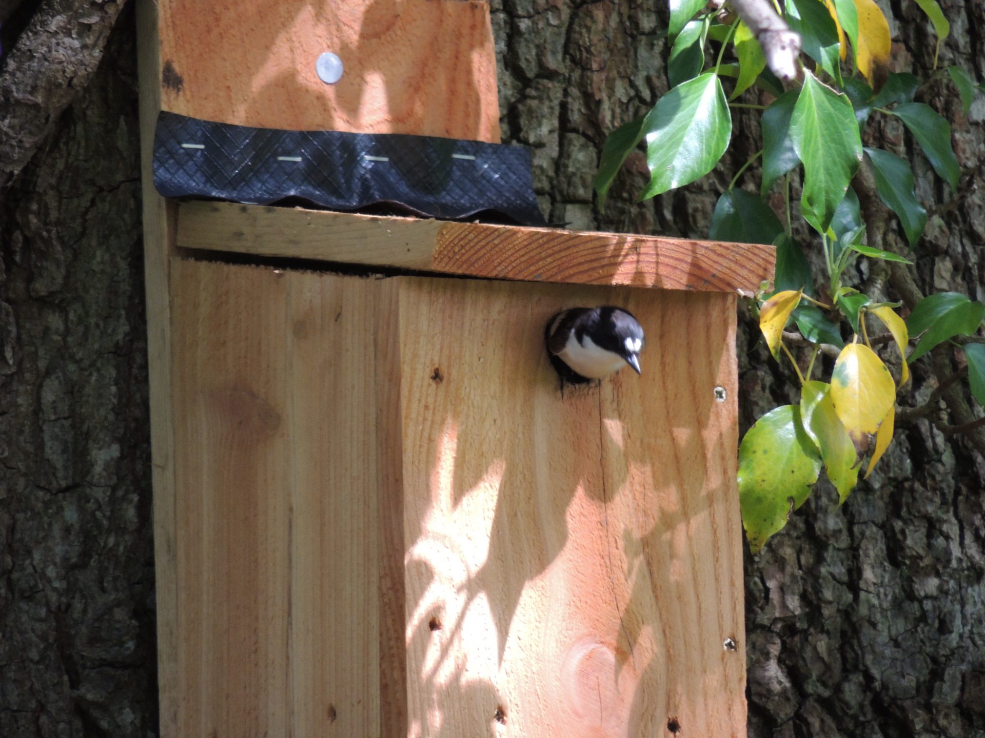 Pied flycacther in nest box. Rob Parry Male pied flycatcher leaving an Amman Valley nest box