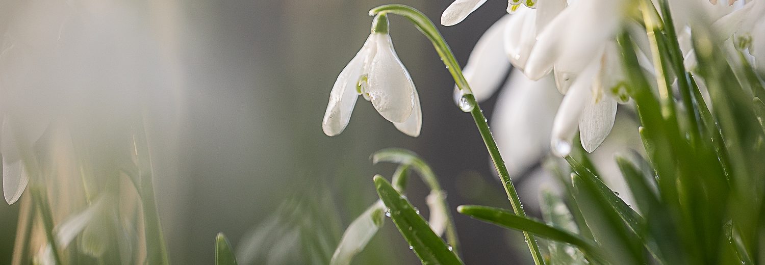Snowdrop by Sorcha Lewis to show how precious our wildlife is