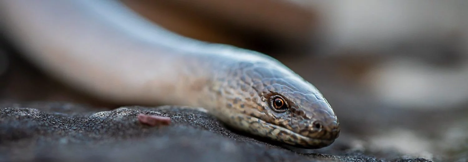 slow worm by Sorcha Lewis