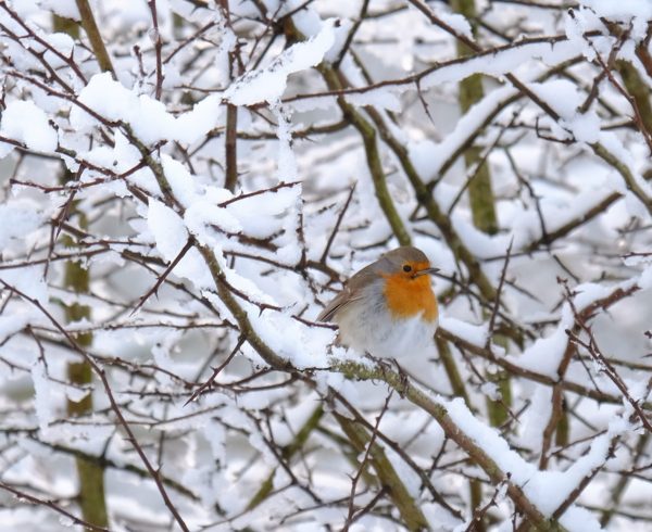 Robin in snow Jan 21