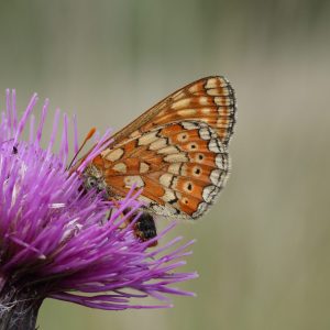 Marsh Fritillary feeding on Meadow Thistle on Llantrisant Common.