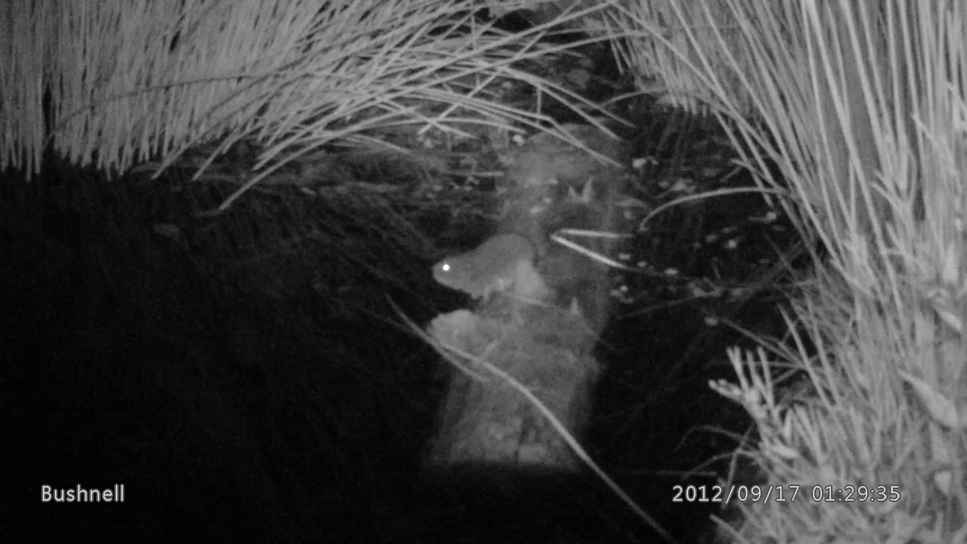 Water vole (Arvicola amphibius) Water vole on a log in water