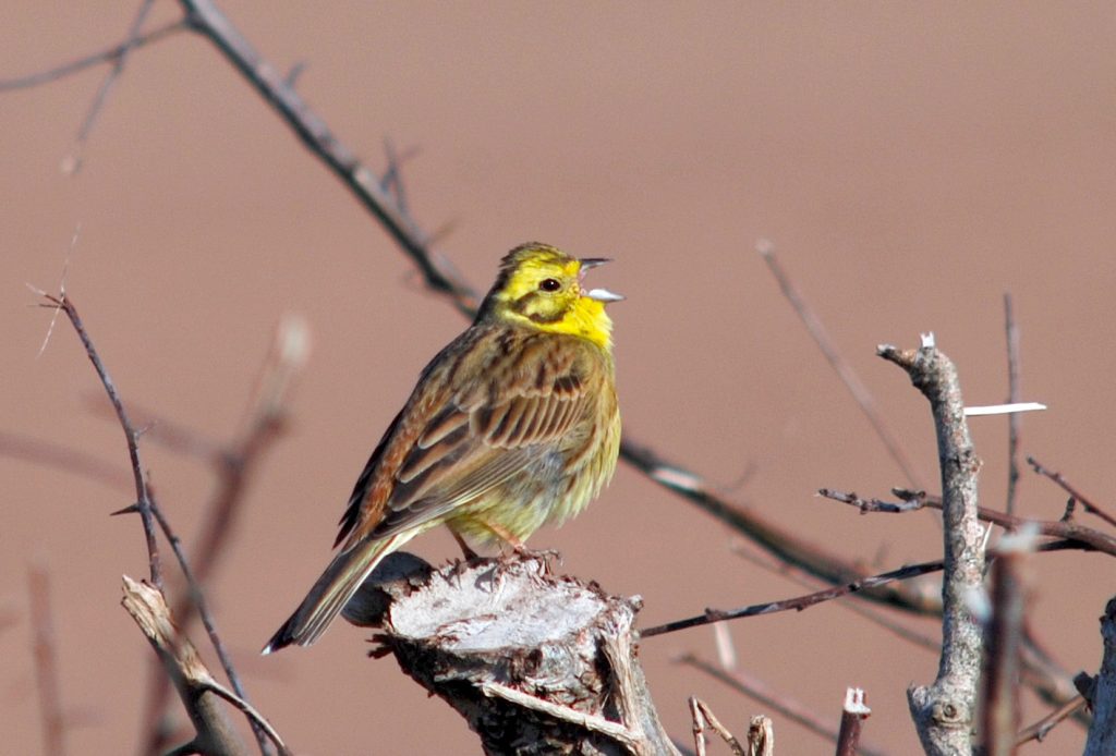 Yellowhammer. Clive Hurford