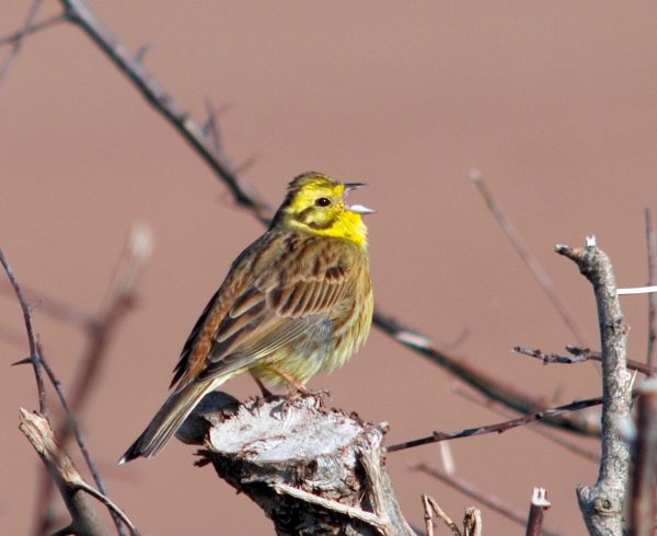 Yellowhammer. Clive Hurford