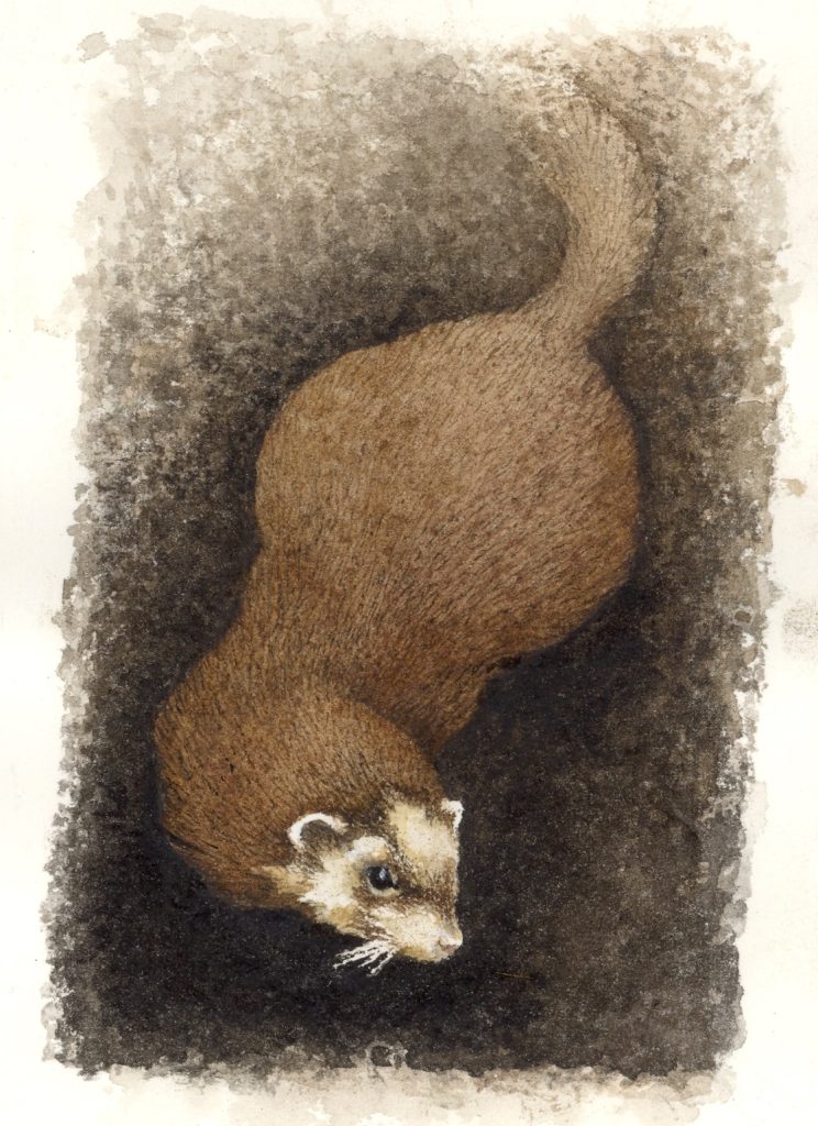 Polecat by Alastair Robertson